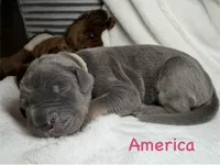 America, a female Great Dane for sale in Weatherford, TX – 1 of 1