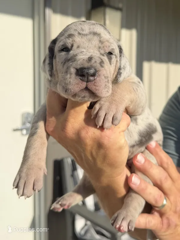 Victory – Great Dane puppy on hold in Weatherford, TX