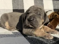 Freedom, a female Great Dane for sale in Weatherford, TX – 5 of 8