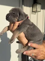 Freedom, a female Great Dane for sale in Weatherford, TX – 7 of 8