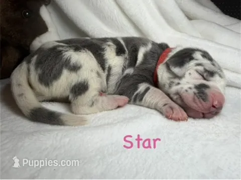 Star – Great Dane puppy on hold in Weatherford, TX