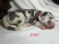 Star, a female Great Dane for sale in Weatherford, TX – 1 of 1