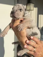 Victory, a female Great Dane for sale in Weatherford, TX – 5 of 6