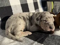 Victory, a female Great Dane for sale in Weatherford, TX – 4 of 6