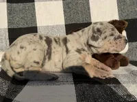 Victory, a female Great Dane for sale in Weatherford, TX – 2 of 6