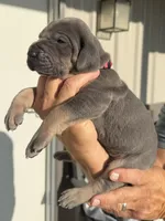 Freedom, a female Great Dane for sale in Weatherford, TX – 2 of 8