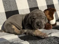 Freedom, a female Great Dane for sale in Weatherford, TX – 3 of 8