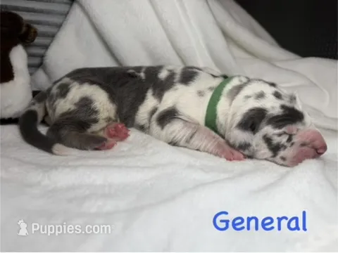 General – Great Dane puppy on hold in Weatherford, TX