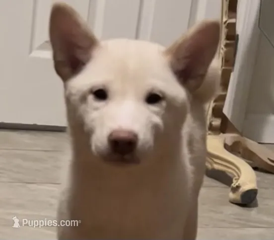 Miyoshi – Shiba Inu puppy for sale in Jersey City, NJ