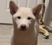 Miyoshi, a female Shiba Inu for sale in Jersey City, NJ – 1 of 2