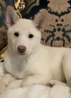 processed/9e3ffd64-3677-4f29-a3bd-5757c6326966/listing/4966ba7f-4773-4633-b65f-5dfe7df635b2/425ff04d-d59e-4c2f-9ab0-d4cff26d7fb0