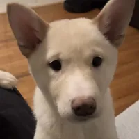 Akiko, a female Shiba Inu for sale in Jersey City, NJ – 2 of 4