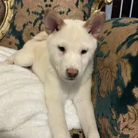 Jizo, a male Shiba Inu for sale in Jersey City, NJ – 3 of 3