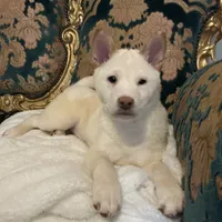 Jizo, a male Shiba Inu for sale in Jersey City, NJ – 1 of 3