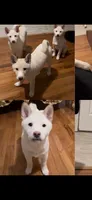 Miyoshi, a female Shiba Inu for sale in Jersey City, NJ – 2 of 2