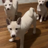 Miyoshi, a female Shiba Inu for sale in Jersey City, NJ – 2 of 2