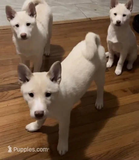 Akiko – Shiba Inu puppy for sale in Jersey City, NJ