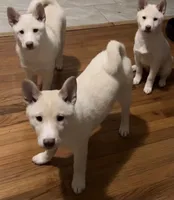 Akiko, a female Shiba Inu for sale in Jersey City, NJ – 1 of 2