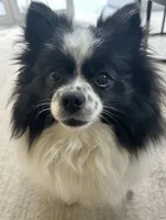 Male Pomeranian one year old, a male Pomeranian for sale in Phoenix, AZ – 2 of 2