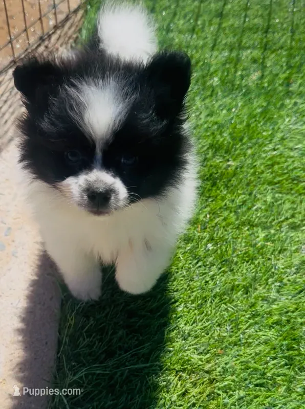 Pomeranian Boy – Pomeranian puppy for sale in Phoenix, AZ