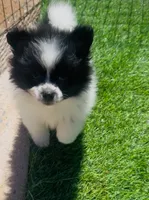 Pomeranian Boy, a male Pomeranian for sale in Phoenix, AZ – 1 of 3