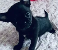 Teacup Chihuahua, a female Chihuahua for sale in Phoenix, AZ – 2 of 2