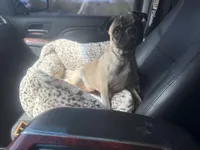 Zadie , a female Pug for sale in Phoenix, AZ – Photo 3 of 8