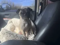 Zadie , a female Pug for sale in Phoenix, AZ – Photo 8 of 8