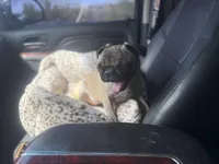 Zadie , a female Pug for sale in Phoenix, AZ – Photo 6 of 8