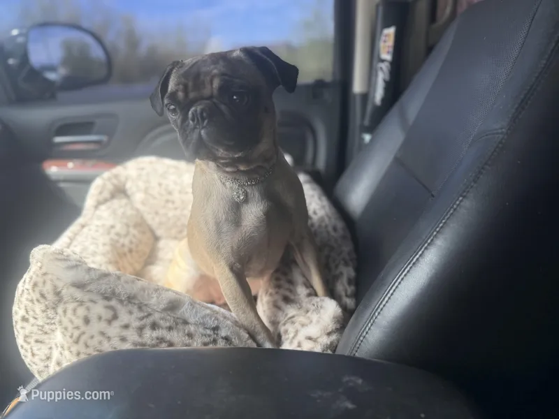 Zadie  – Pug puppy for sale in Phoenix, AZ