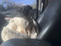 Zadie , a female Pug for sale in Phoenix, AZ – Photo 1 of 8