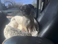 Zadie , a female Pug for sale in Phoenix, AZ – Photo 7 of 8