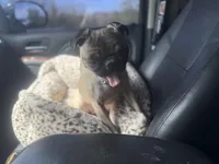 Zadie , a female Pug for sale in Phoenix, AZ – Photo 4 of 8