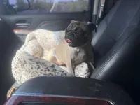 Zadie , a female Pug for sale in Phoenix, AZ – Photo 5 of 8