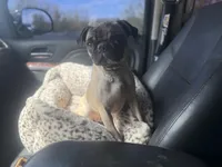 Zadie , a female Pug for sale in Phoenix, AZ – Photo 2 of 8