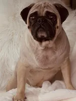 Trumpy, a male Pug for sale in Phoenix, AZ – Photo 10 of 10