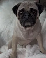 Trumpy, a male Pug for sale in Phoenix, AZ – Photo 7 of 10