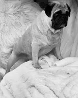 Trumpy, a male Pug for sale in Phoenix, AZ – Photo 8 of 10