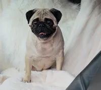 Trumpy, a male Pug for sale in Phoenix, AZ – Photo 3 of 10