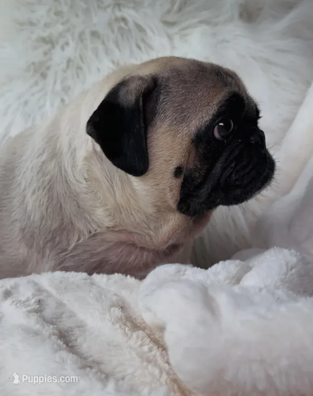 Trumpy – Pug puppy for sale in Phoenix, AZ