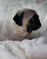 Trumpy, a male Pug for sale in Phoenix, AZ – Photo 1 of 10