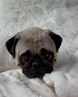 Trumpy, a male Pug for sale in Phoenix, AZ – Photo 4 of 10