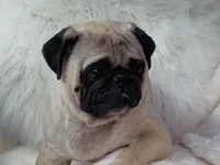 Trumpy, a male Pug for sale in Phoenix, AZ – Photo 2 of 10