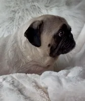 Trumpy, a male Pug for sale in Phoenix, AZ – Photo 5 of 10