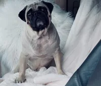 Trumpy, a male Pug for sale in Phoenix, AZ – Photo 9 of 10