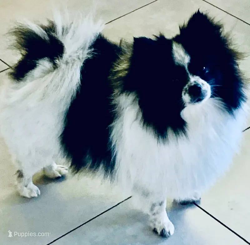 Male Pomeranian one year old – Pomeranian puppy for sale in Phoenix, AZ