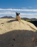 Reagan , a female Pug for sale in Phoenix, AZ – 5 of 10