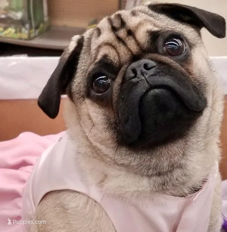 Reagan  – Pug puppy for sale in Phoenix, AZ