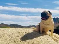 Reagan , a female Pug for sale in Phoenix, AZ – 3 of 10
