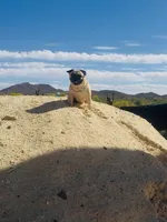 Reagan , a female Pug for sale in Phoenix, AZ – 6 of 10